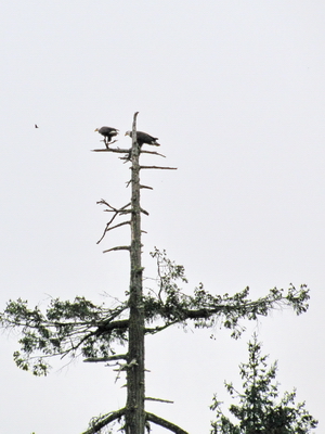 Poor shot of eagles next above my head that I wasn't seeing.