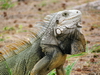 Iguana posing with neck skin unfolded, close up.