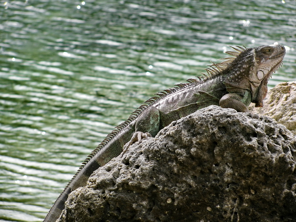 Iguana sunning on a rock in the same hues as the lagoon behind him.