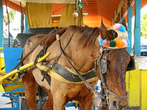 Horse and Buggy waiting in Nassau