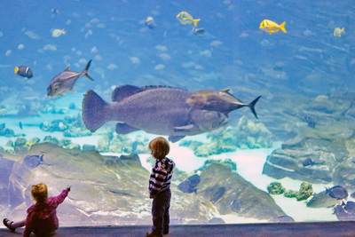 Children standing at the viewing wall in the Georgia Aquarium as a large fish swims past.