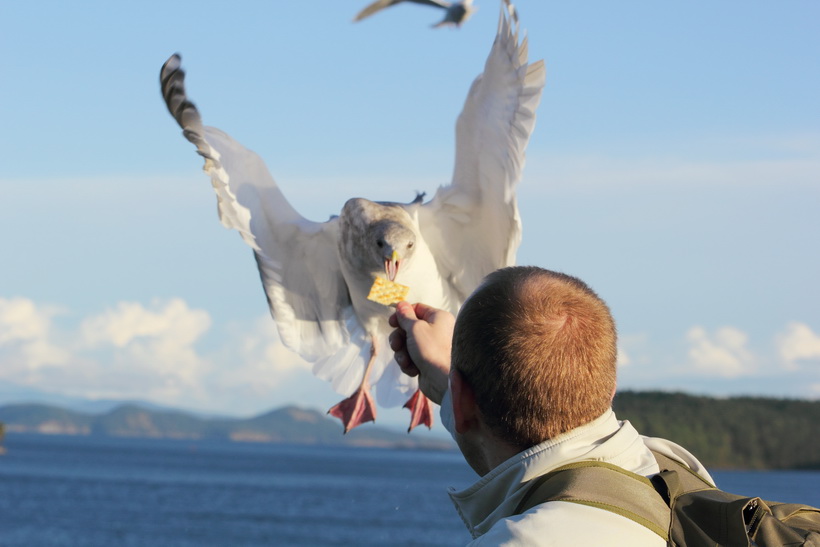 Seagul being hand fed from the deck of the Ferry crossing from Swartz Bay to Tsawwassen.