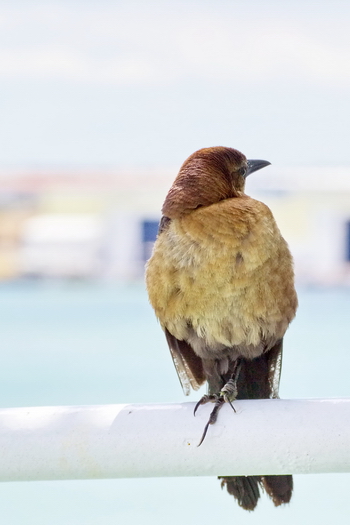 Small bird perches beside us while we enjoy a snack on deck.