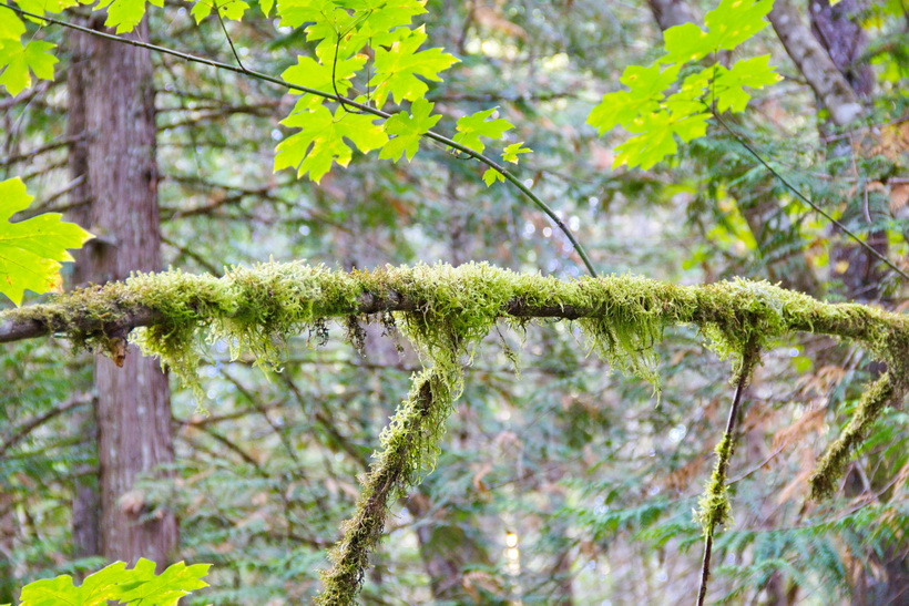 Old man's beard beinging to grow on the damp branches around the Durrance Lake Trail in Saanich, BC, Vancouver Island.