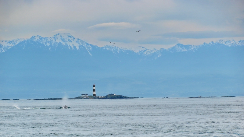 Saying bye to the whales as we left then behind heading for the refuge of Rack Rocks Preserve