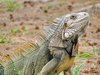 Iguana posing with neck skin contracted