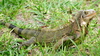 Small iguana in the grass.  Very green underneath