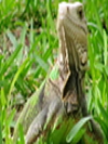 Small iguna with head up in grass, front view.
