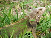 More iguana shots.